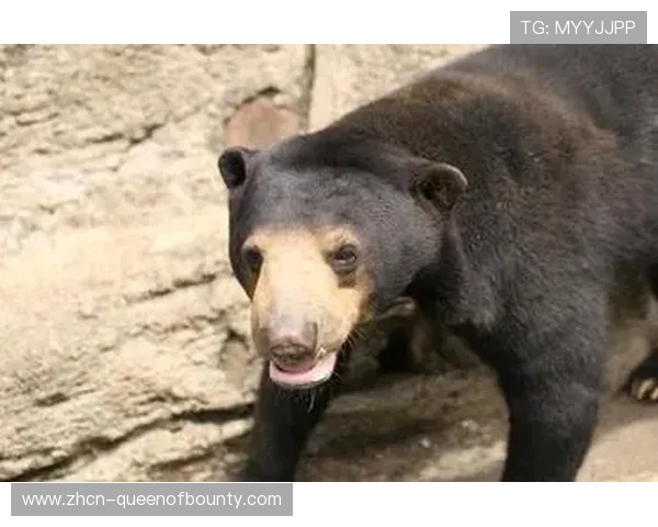 杭州野生动物世界发生黑熊争抢食物事件，涉事驯养员行为展示被立即取消